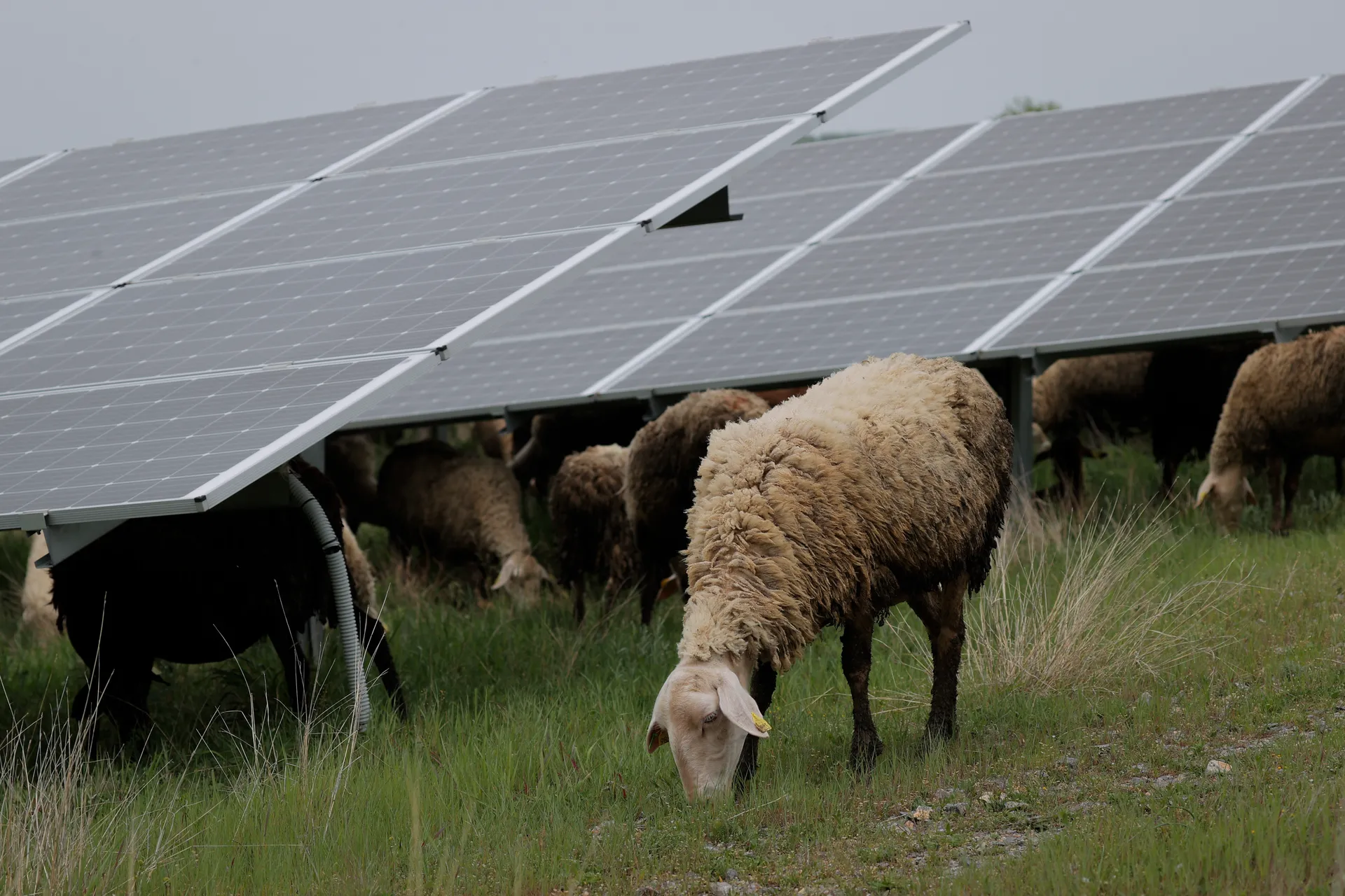 Dele në Fermën Fotovoltaike