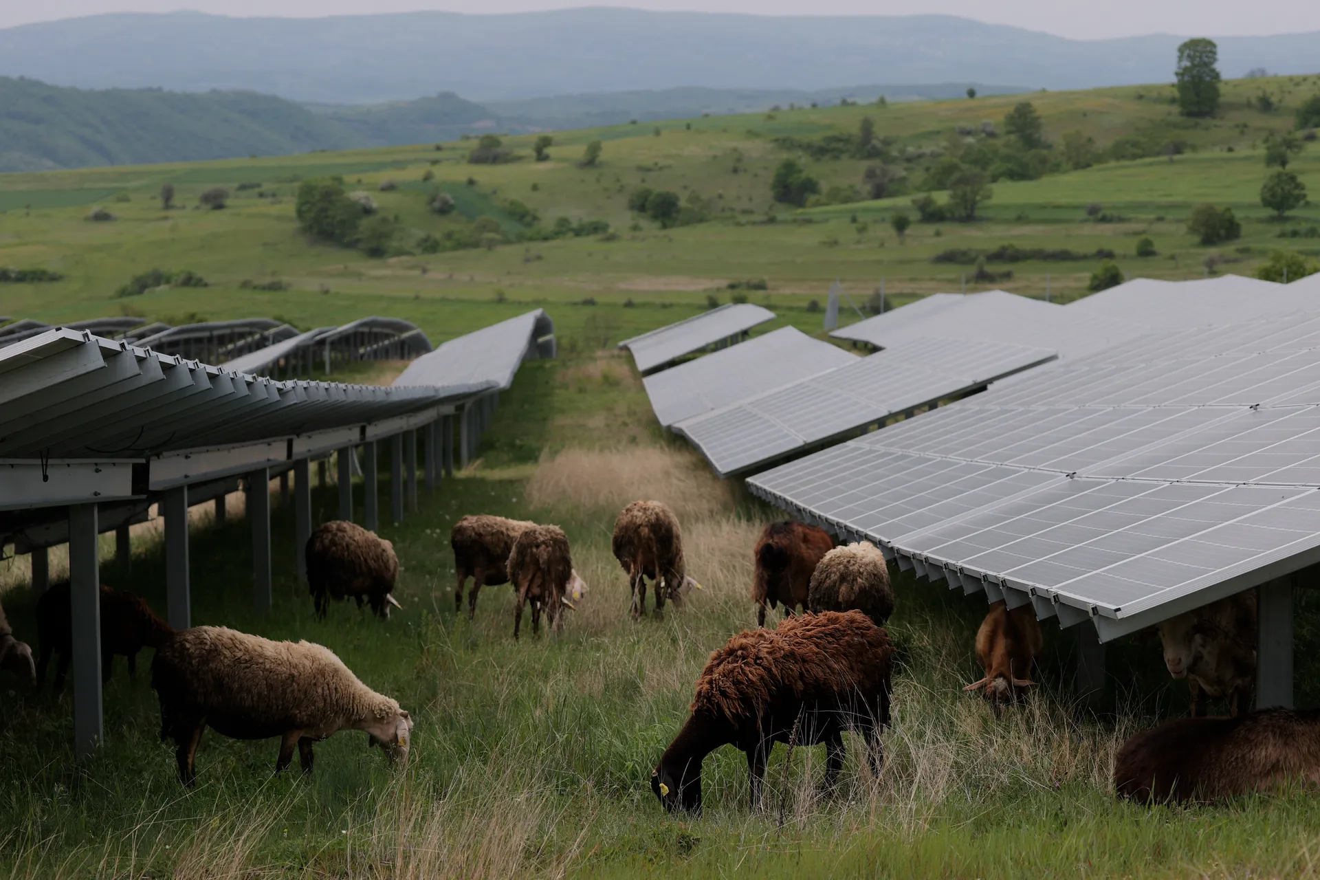 Dele në Fermën Fotovoltaike