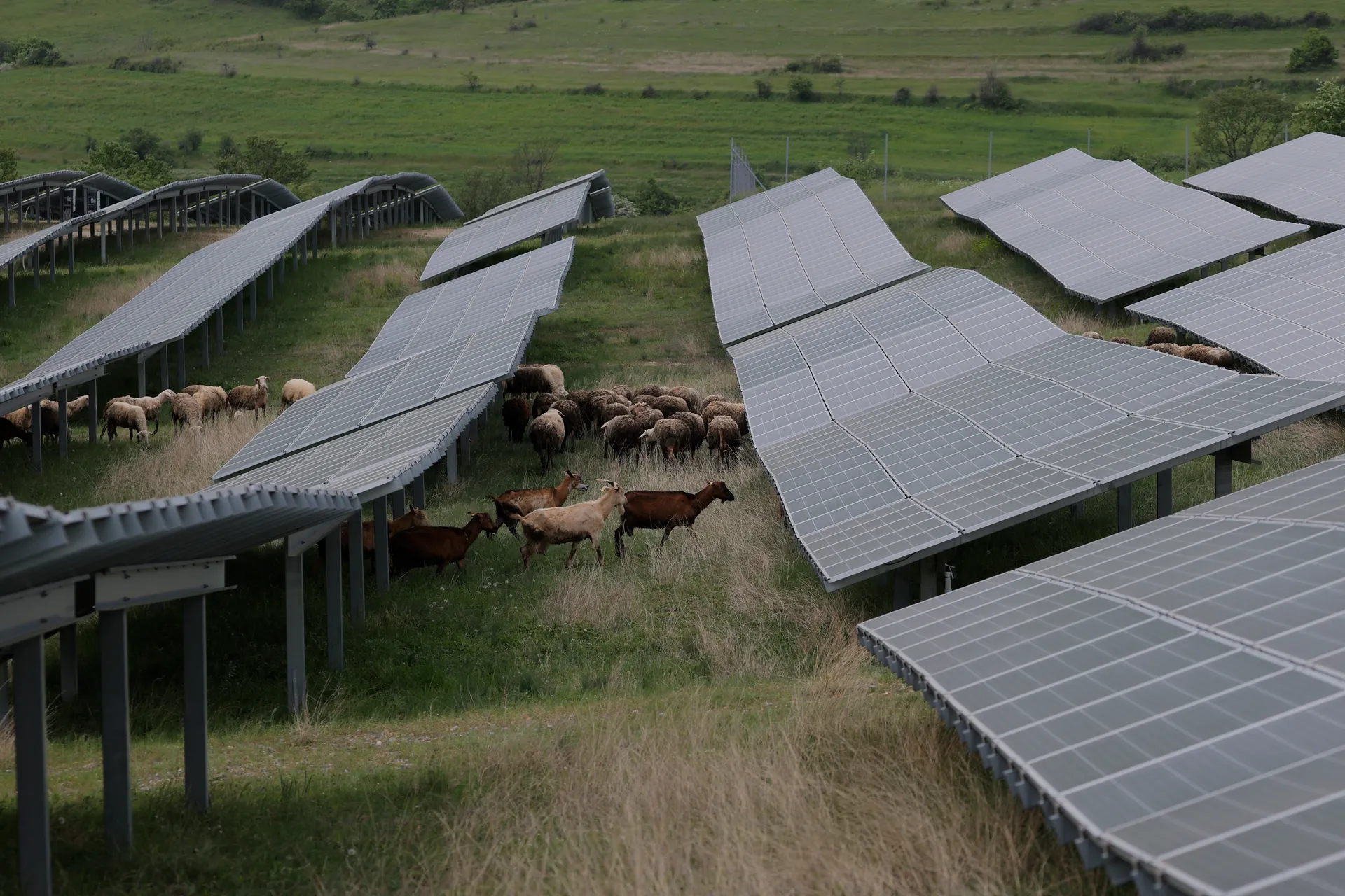 Dele në Fermën Fotovoltaike
