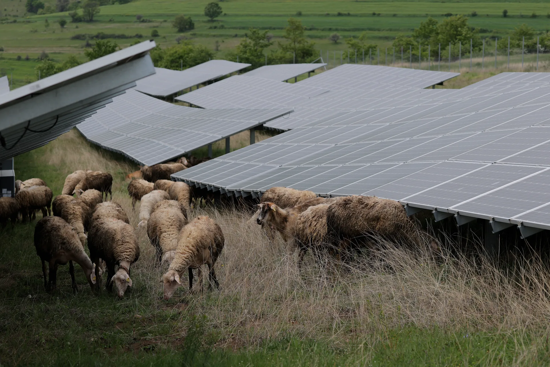 Dele në Fermën Fotovoltaike