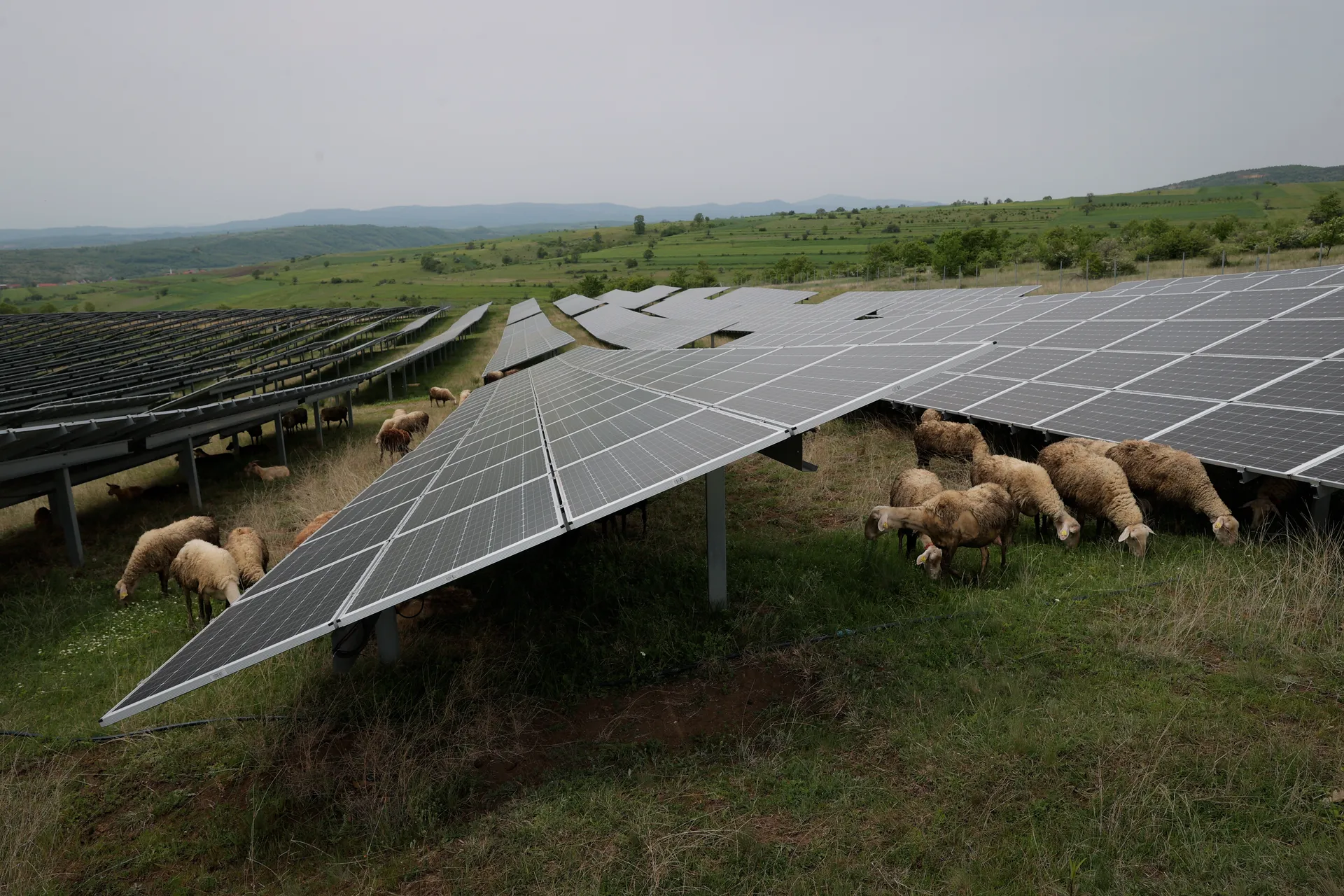 Dele në Fermën Fotovoltaike
