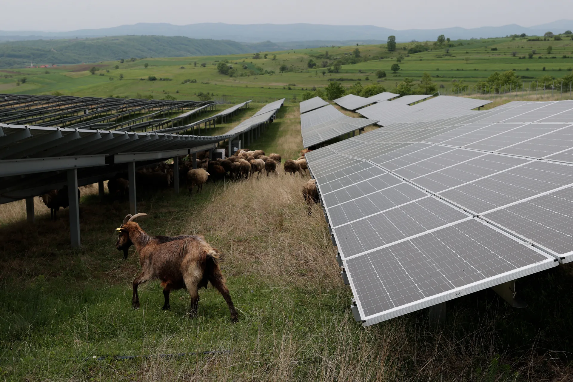 Dele në Fermën Fotovoltaike