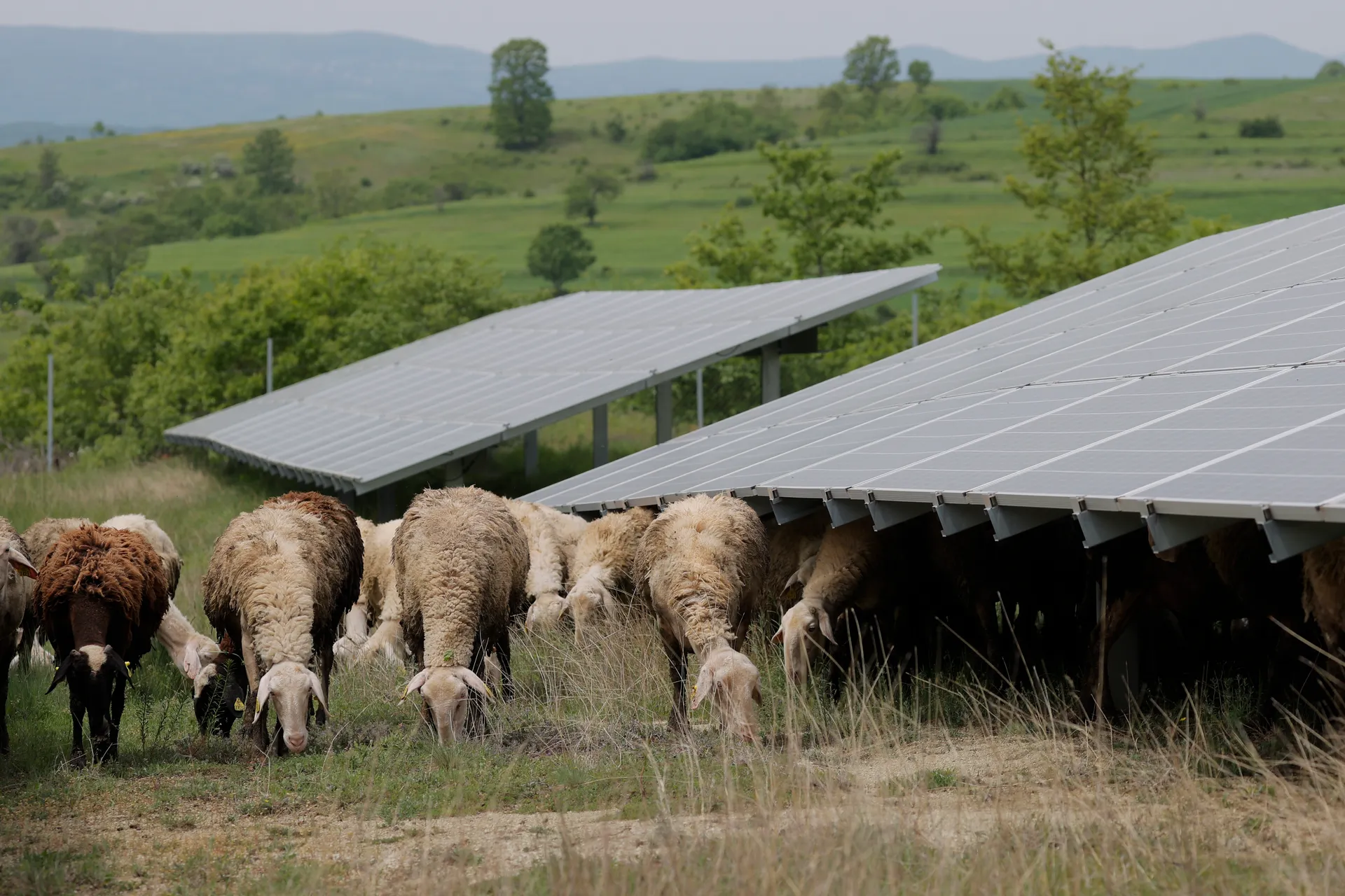 Dele në Fermën Fotovoltaike