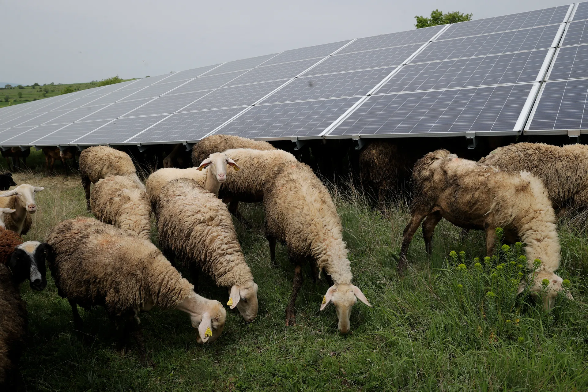 Dele në Fermën Fotovoltaike